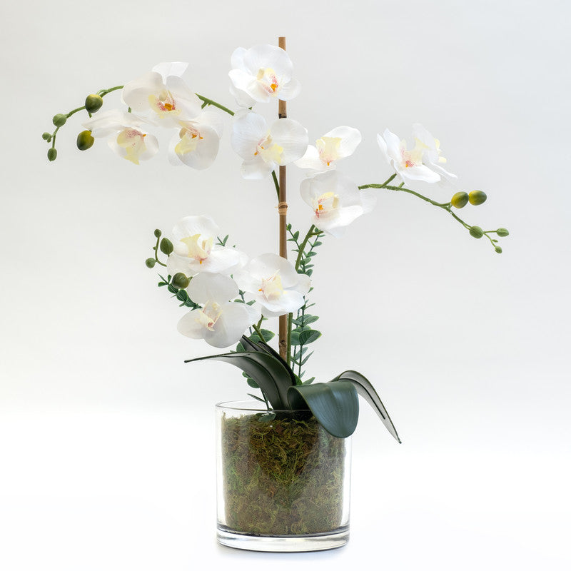 63cm Real Touch 3-Stem Orchid with Euc in Glass Pot